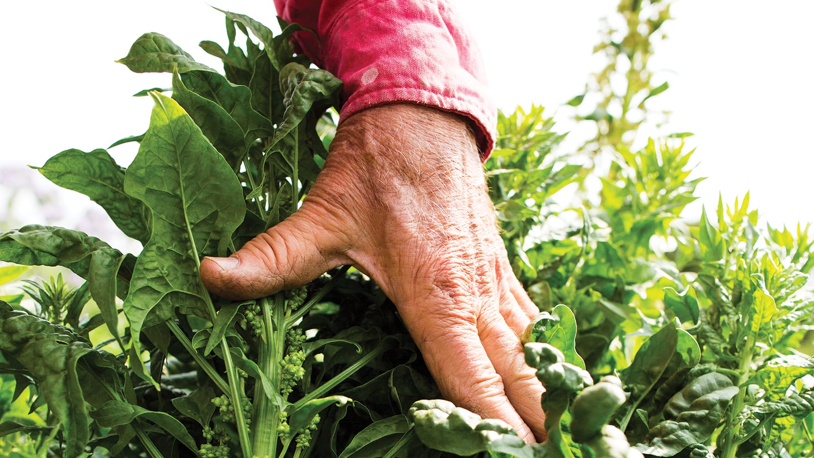 Get Involved - Community Farm Land Trust