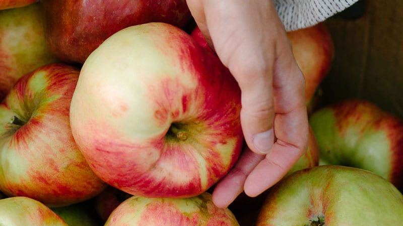 honey crisp apples