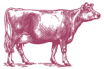 dairy cow illustration