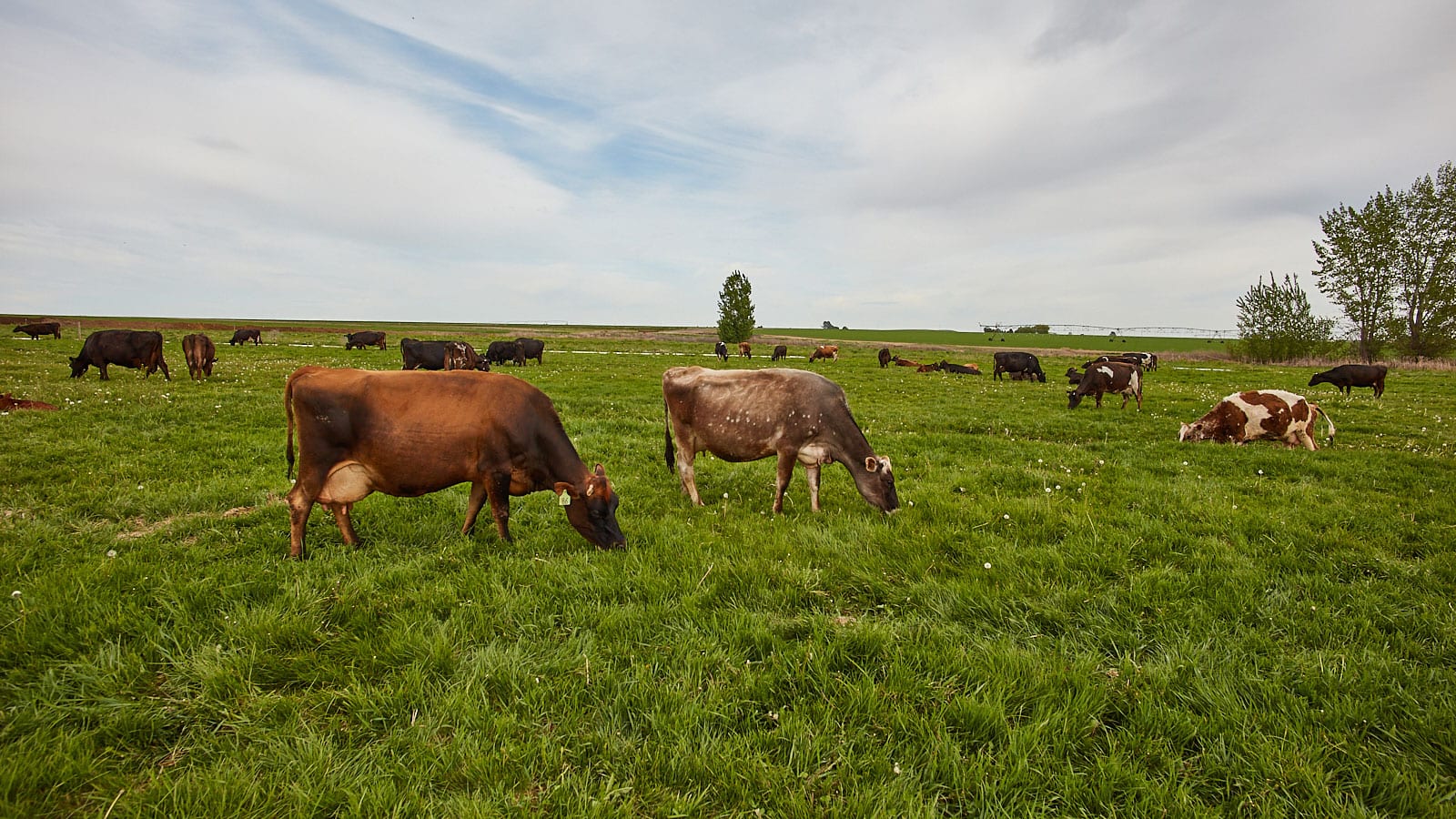 dairy farm with cows grazing