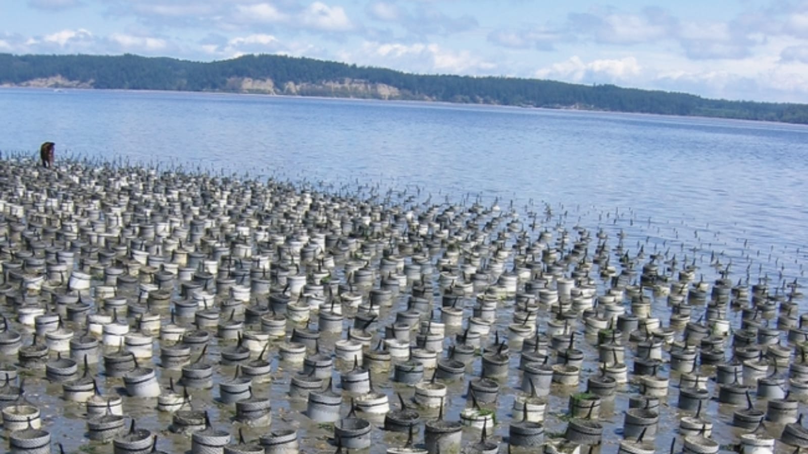 A northwest geoduck farm along the beach