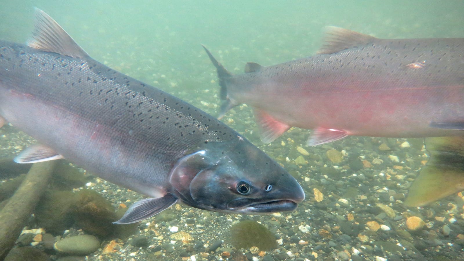 silver salmon
