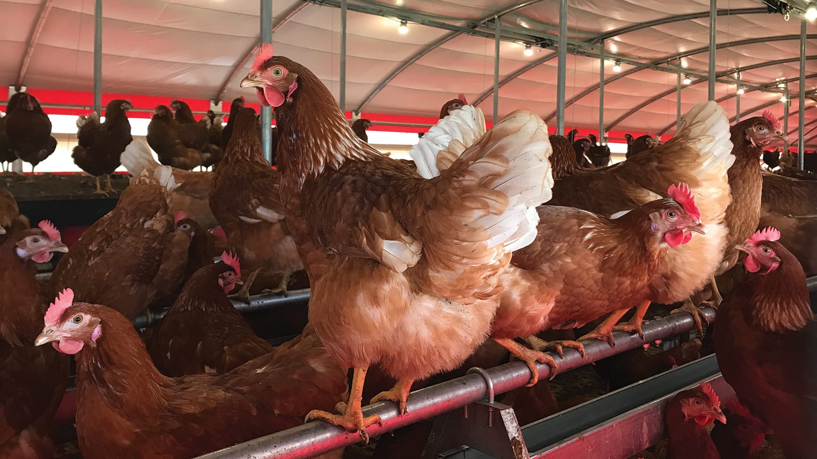 wilcox hens inside the house