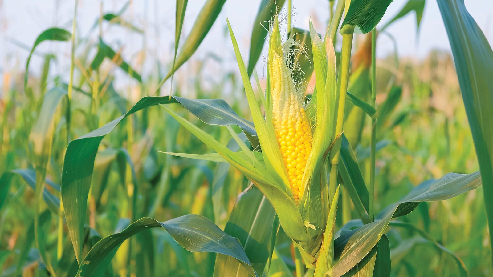 corn husks in the field