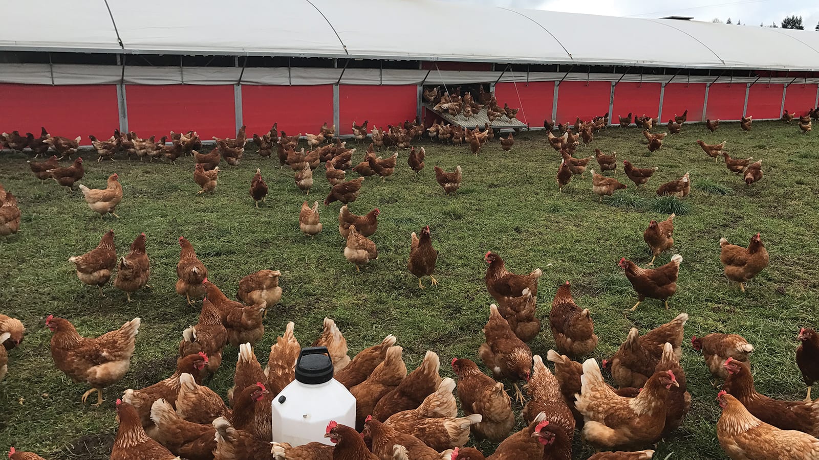 wilcox mobile hen house with hens