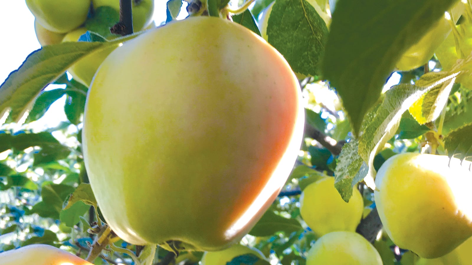 A Pink Pearl heirloom apple tree.