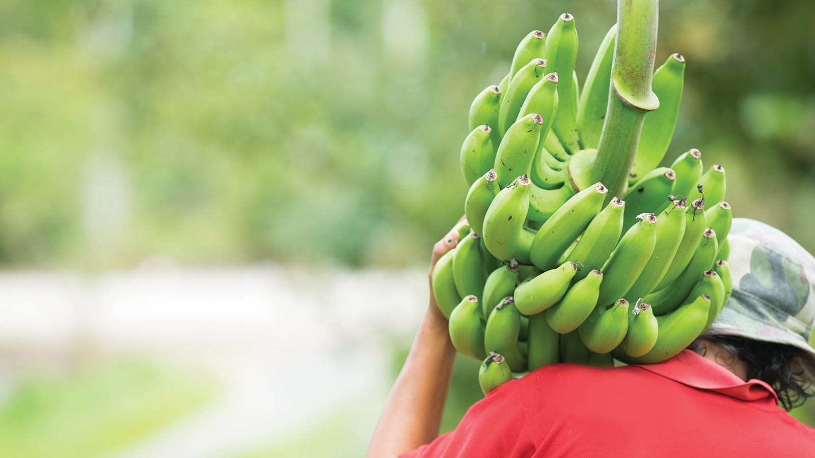 man carrying green bananas