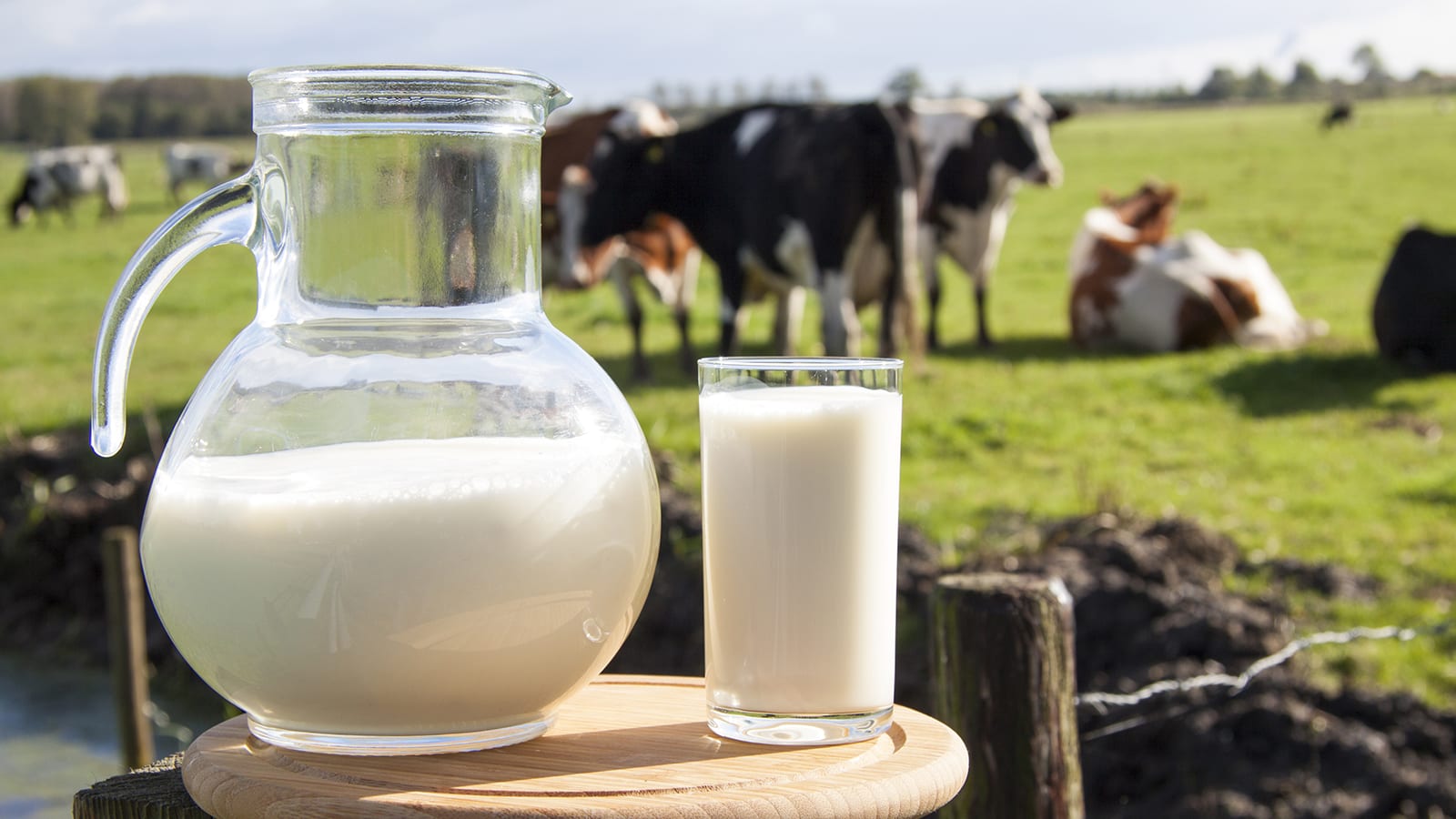 Milk pitcher on wood stump with cows in a field in the background