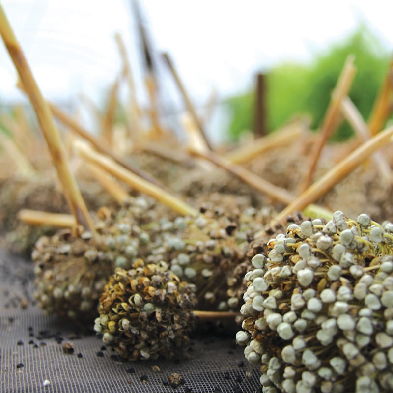 Dried organic onion seed heads.