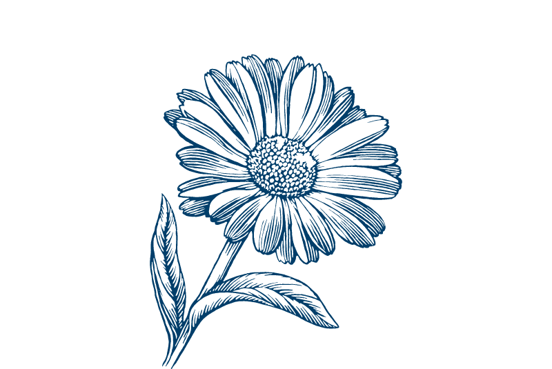 calendula flower illustration
