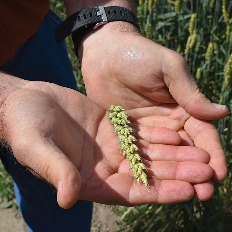 heat growing on the Williams Hudson Bay Farm, Walla Walla, Washington.