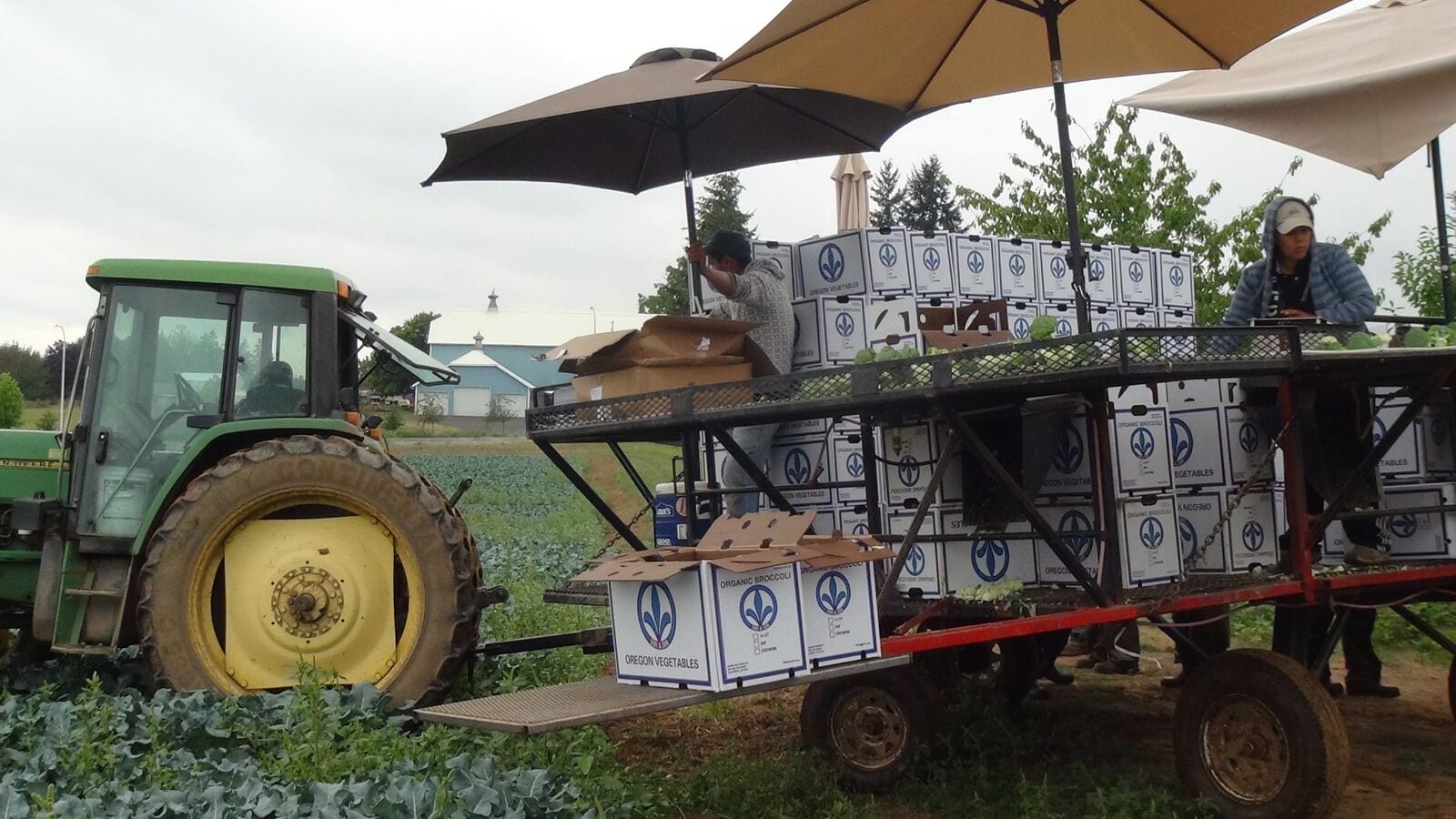 Harvesting organic broccoli at Siri & Son Farms for Organically Grown Company.