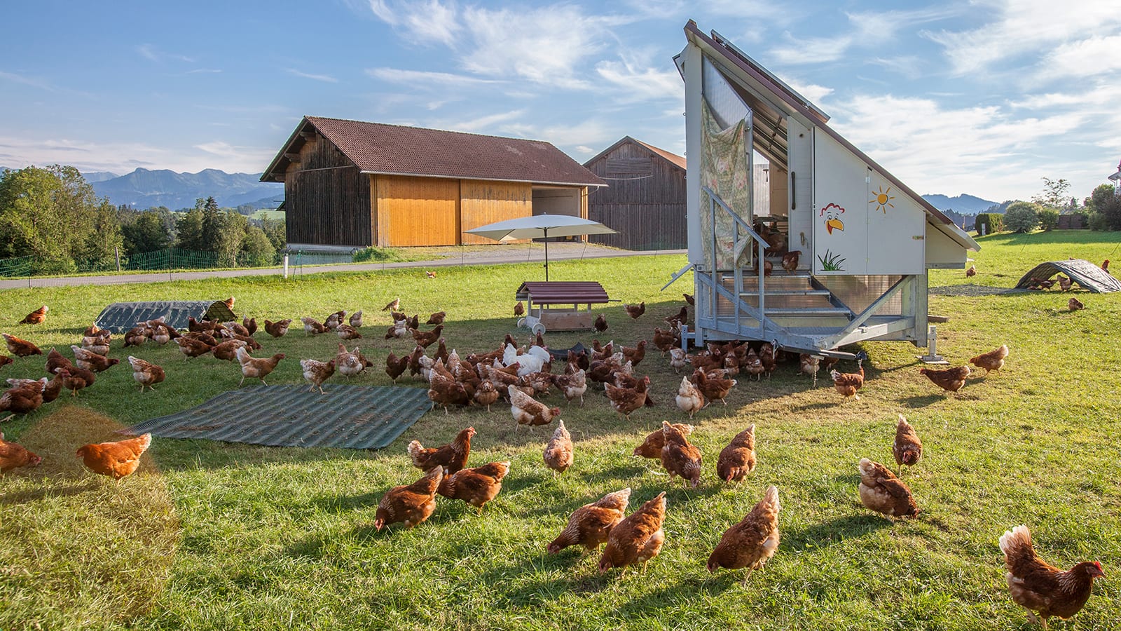 Happy chickens on the lawn at a farm.