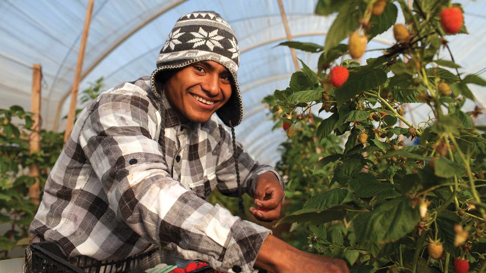 Antony Gutierrez Flores, 21, from Alcozauca, Guerrero, harvests Driscoll’s organic raspberries.