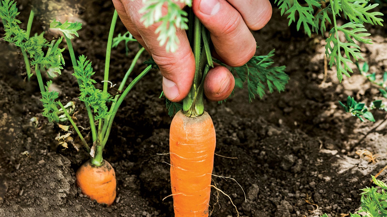 Fresh grown carrot being pulled up from the dirt.