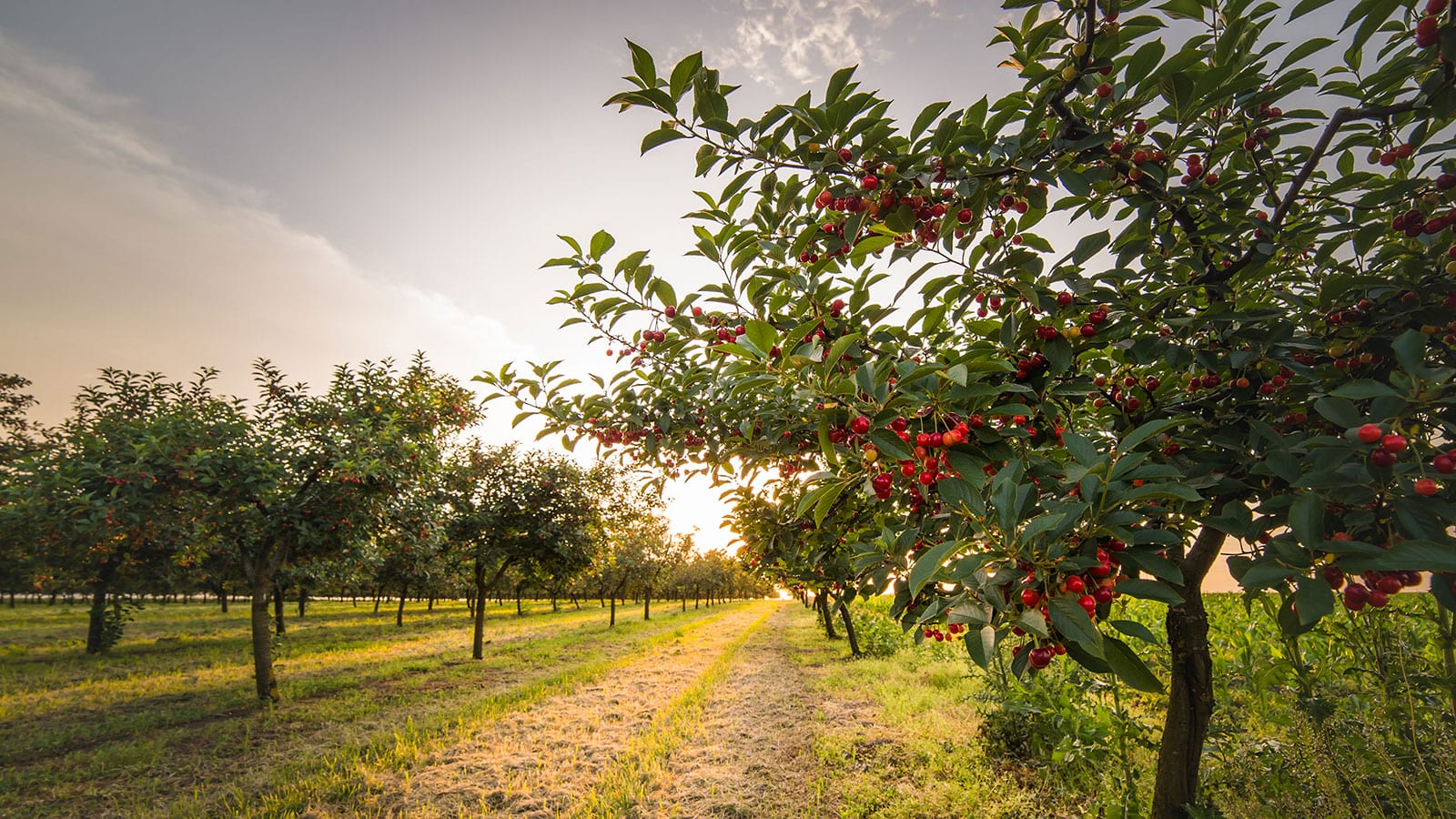 Cherry tree orchard.