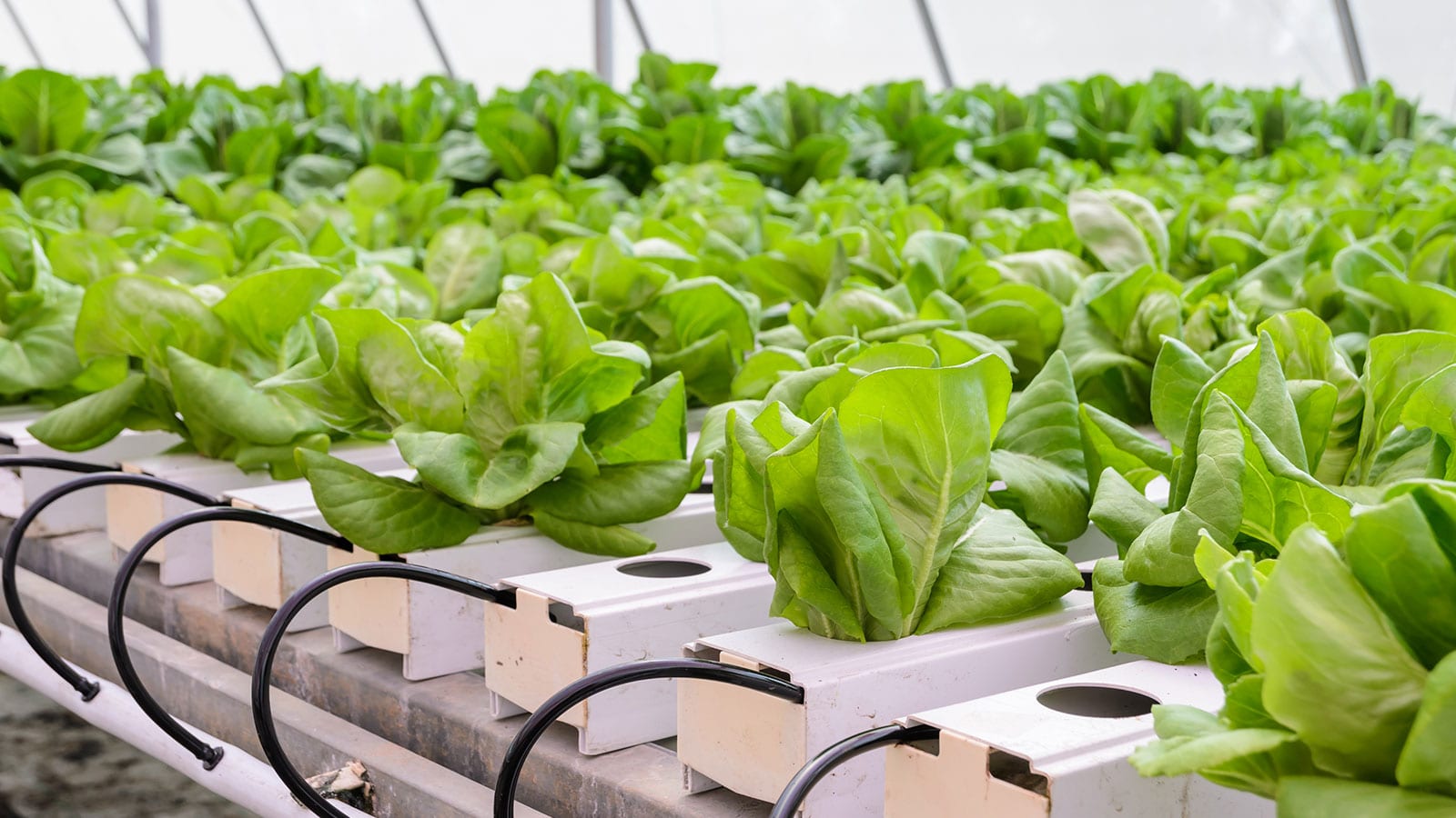 Hydroponic butter leaf lettuce growing in a greenhouse.