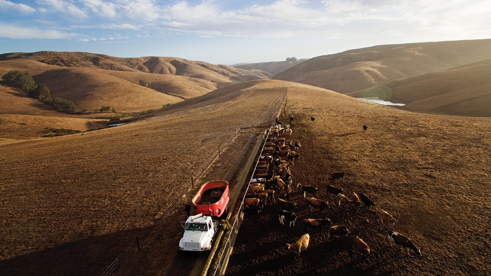 An electric feed truck driving down a golden brown grass field with Straus Dairy cows grazing to the right.