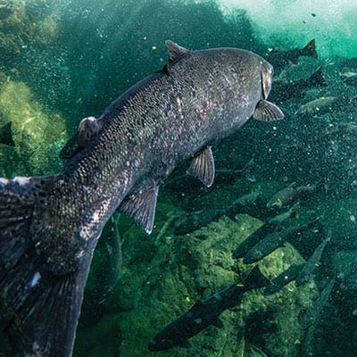 Wild Coho salmon swimming with a school of fish.