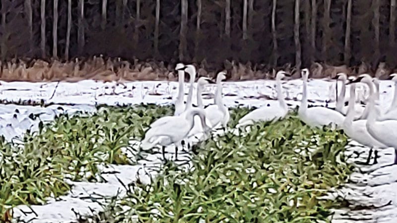 A few trumpeter swans continued to return to the PSB field until other fields opened up for them to forage.