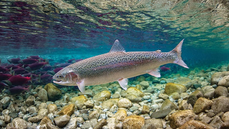 Steelhead rainbow trout swimming under water.