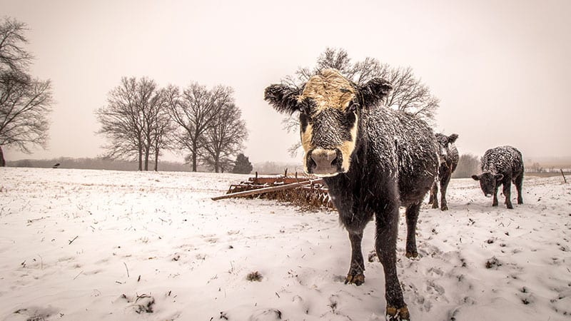 Three cows in a snowy field.