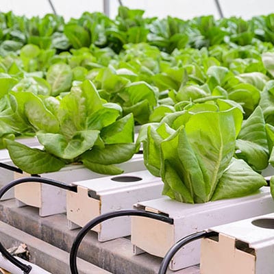 Hydroponic lettuce growing in a greenhouse.