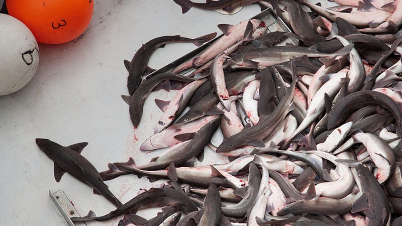 A pile of Spiny Dogfish caught on a fishing boat.