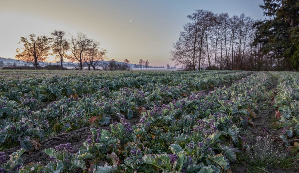 A field of purple sprouting broccoli.
