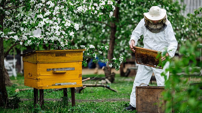 A beefarmer tending to bee hives.