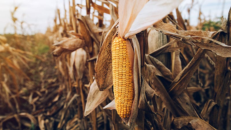 The remnants of a corn crop after a very dry season.