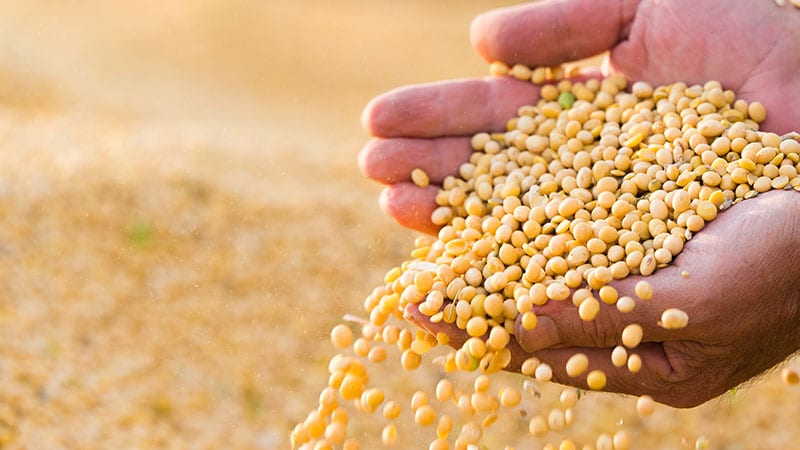 Hands holding golden seeds in a field.