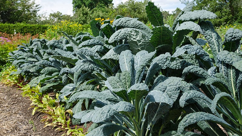 Lacinato Kale crop growing on a farm.