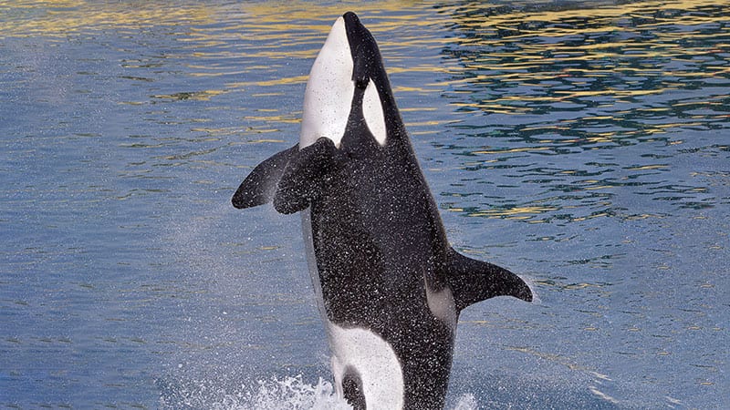 Orca whale jumping and splashing in the water.