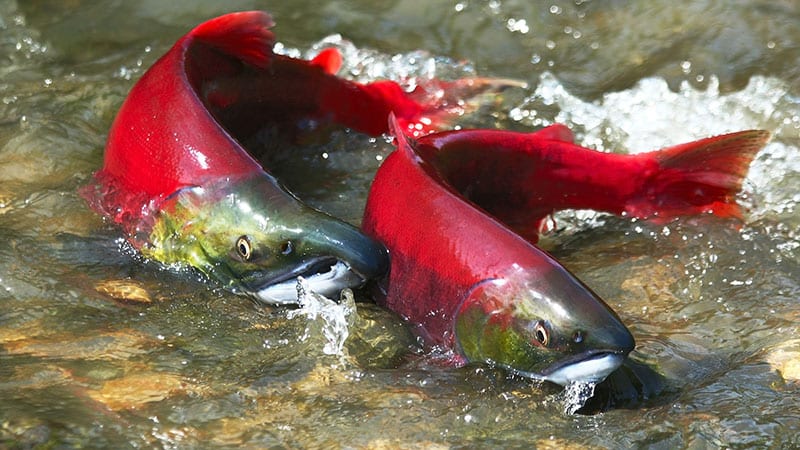 Red Sockeye salmon swimming upstream during spawning season.