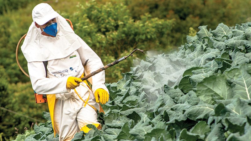 Man spraying pesticides on a crop of collard greens.