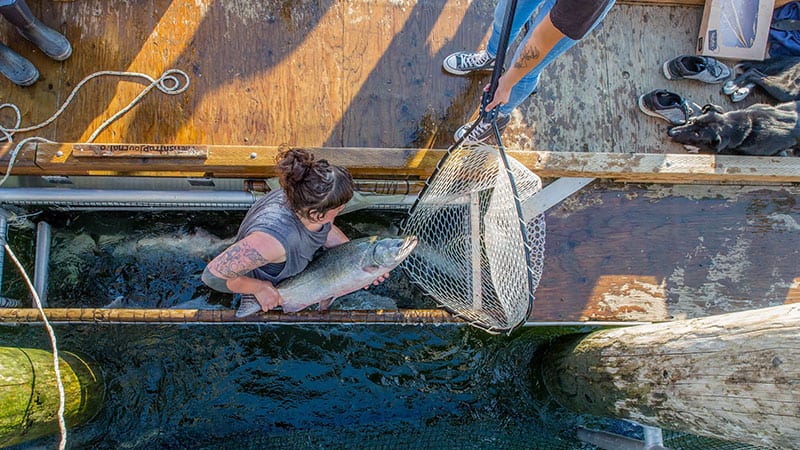 Environmental Stewardship Grant Winner: Wild Fish Conservancy. Photo credit, Aaron Joregenson.