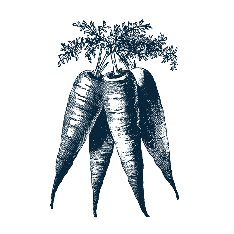 carrot illustration blue