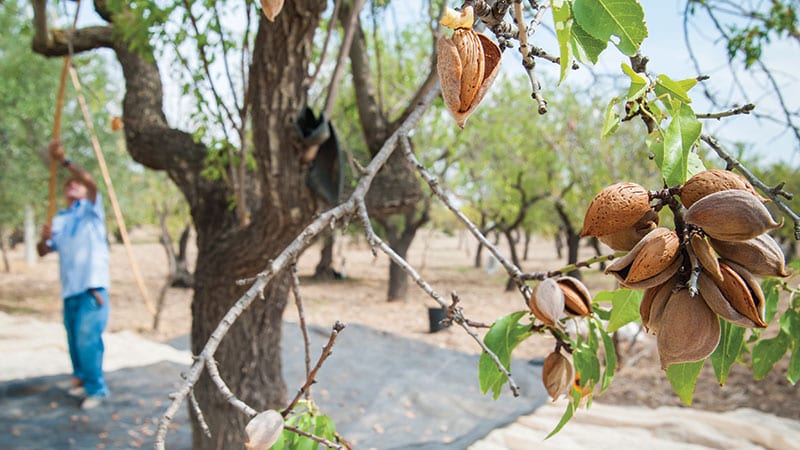 Harvesting almonds growing on a tree.