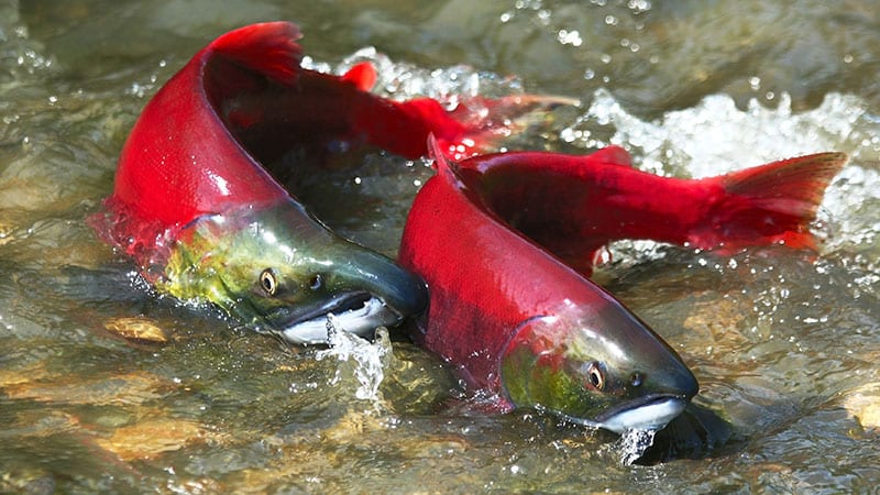 Pink salmon spawning upstream.