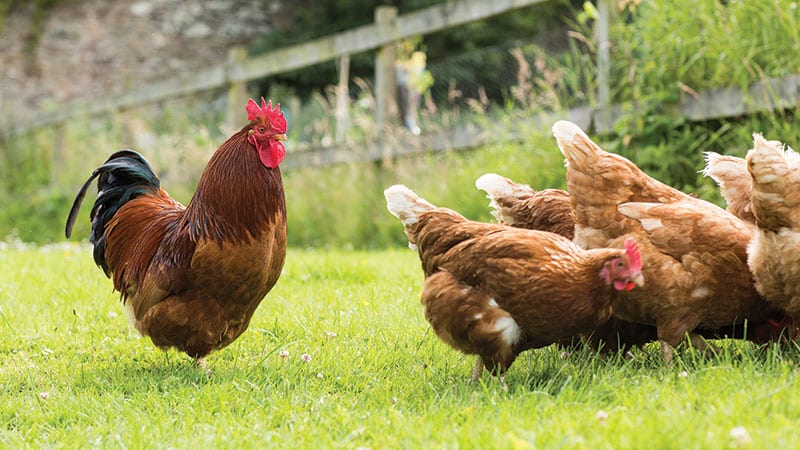 Chicken feeding and roaming freely on a farm.