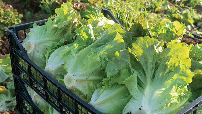 Bin of organic lettuce in a crop field.