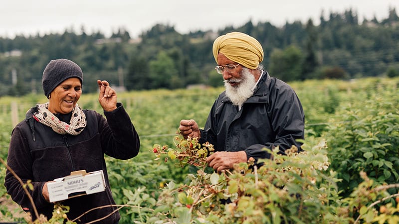 Farmers picking berries at Sidhu's Farm. Photo by Rylea Foehl courtesy of Pierce County Fresh.