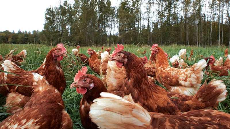 Happy chickens roaming freely in a field at Wilcox Farm.