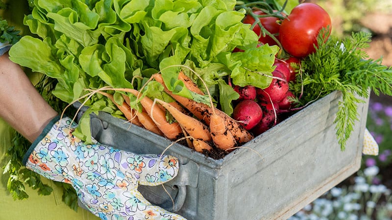 Person holding an antique box filled with a variety of organic fresh vegetables.