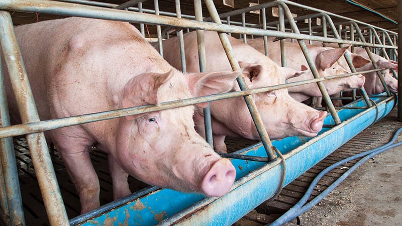 Caged pigs at a feeding troff on a commercial pig farm.