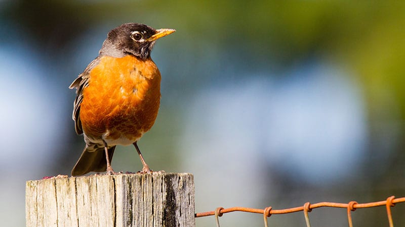 A small red and gray song bird sitting atop a wood and wire fence.