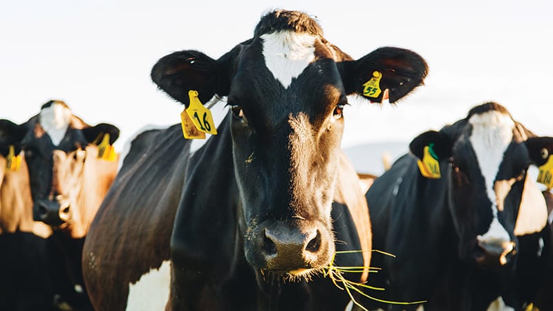 Dairy cows in the field