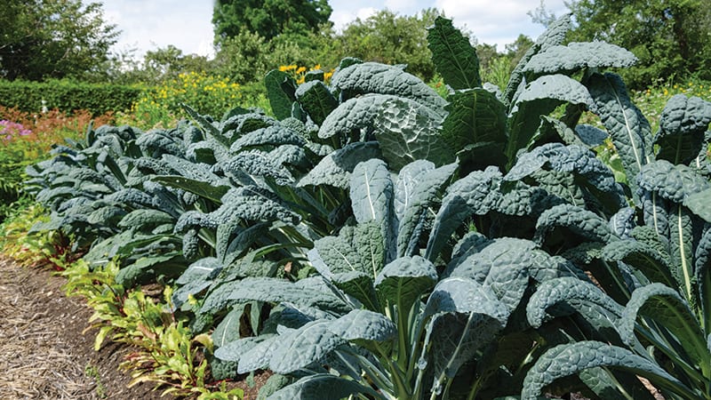 Small dino kale crop