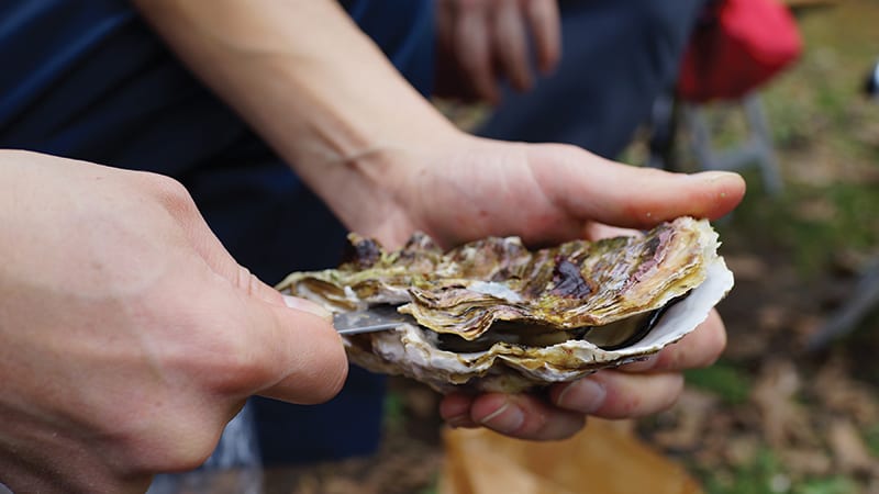 Shucking oysters